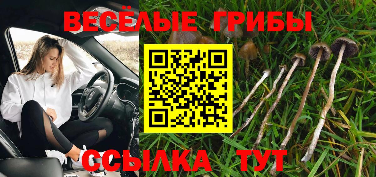 Псилоцибиновые грибы мицелий  Вход с VPN  Кимовск  Галлюциногенные грибы Cubensis 